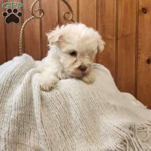 Jack, Havanese Puppy